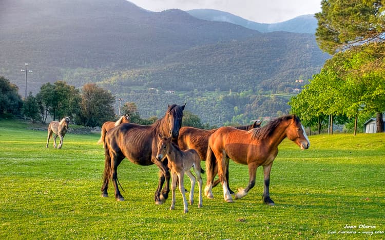 Camping Montseny - Masia Can Cervera